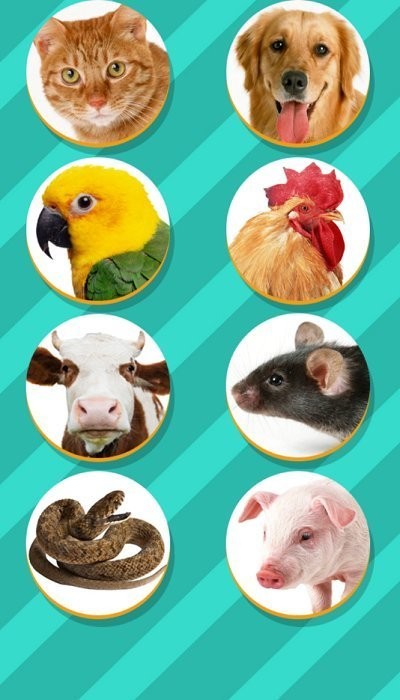 pet translator截图