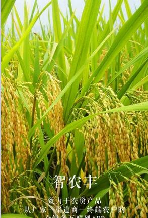 智农丰截图